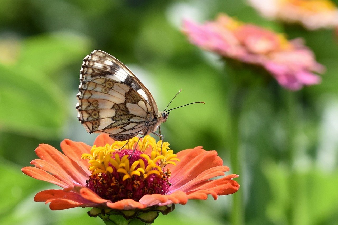 butterfly, checkerboard, close up-8153104.jpg