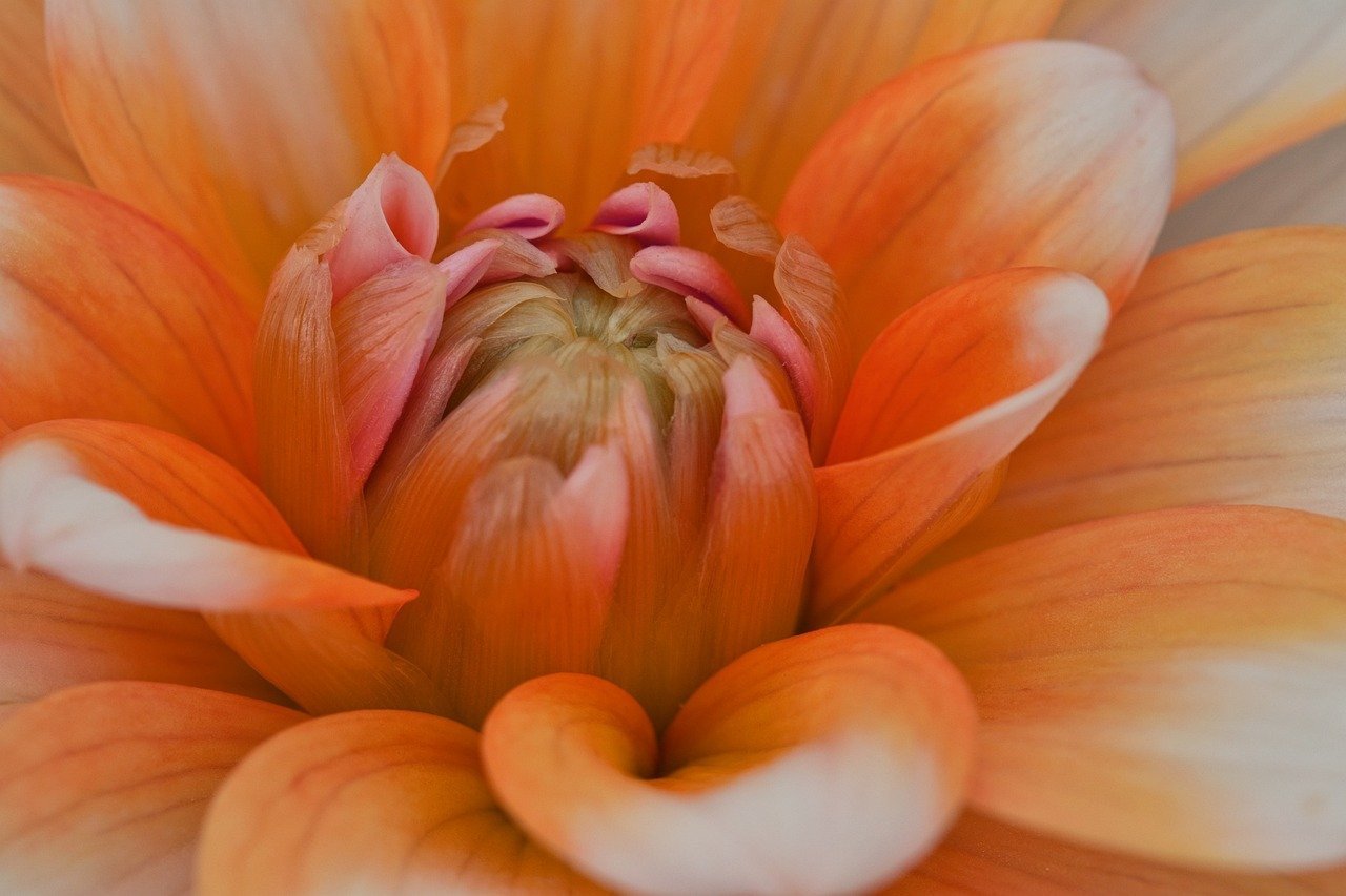 flower, dahlia, bloom-8149378.jpg