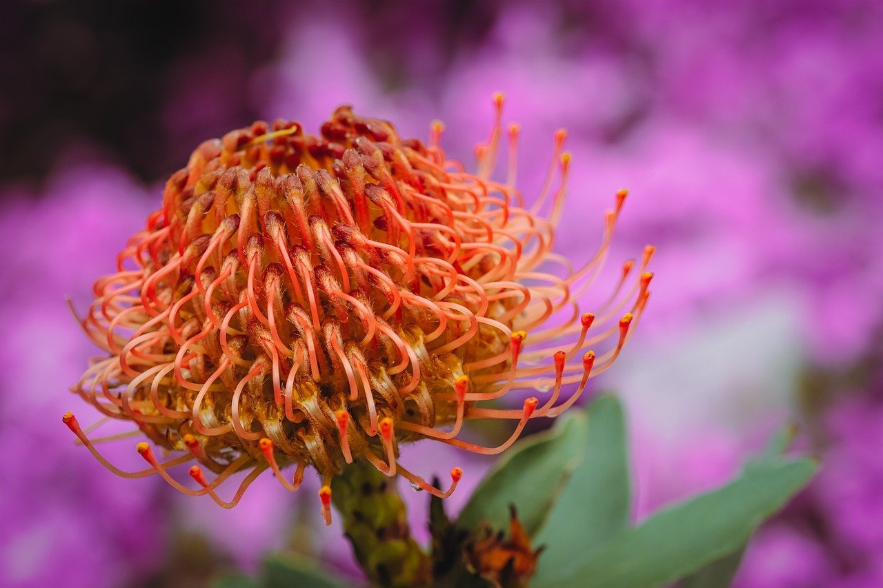 flower, floral background, macro flower-8150516.jpg